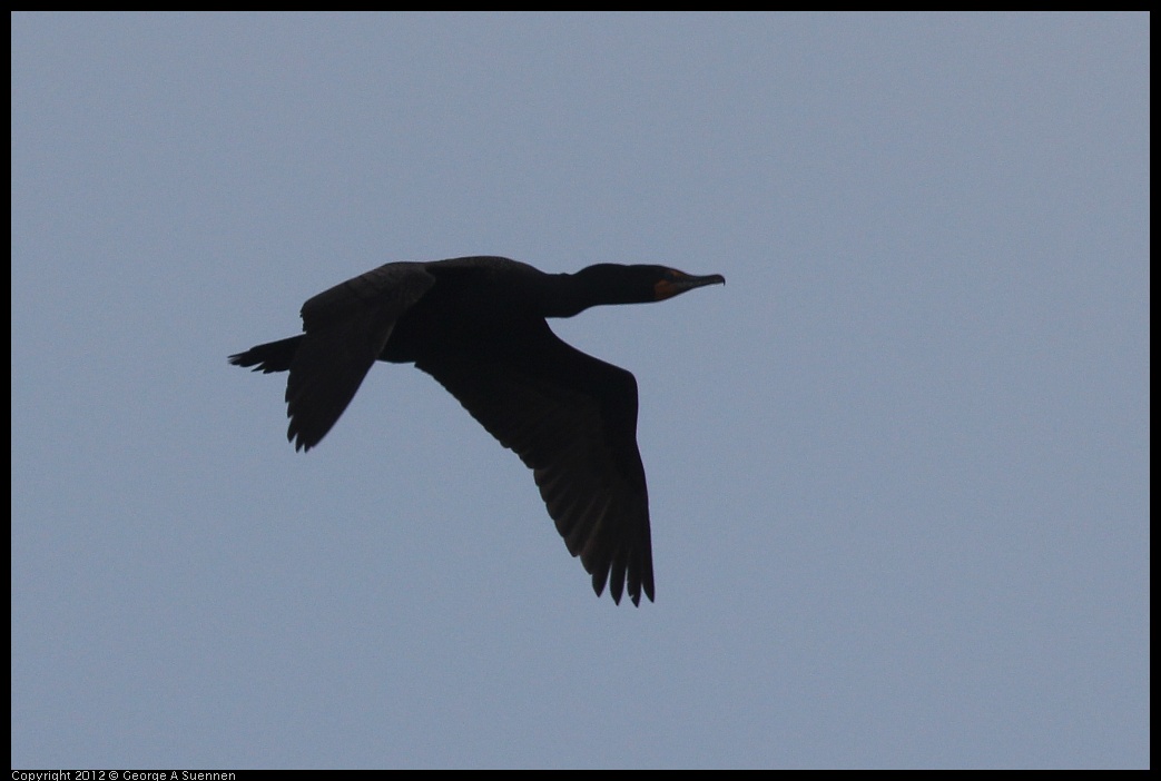 0410-084101-01.jpg - Double-crested Cormorant