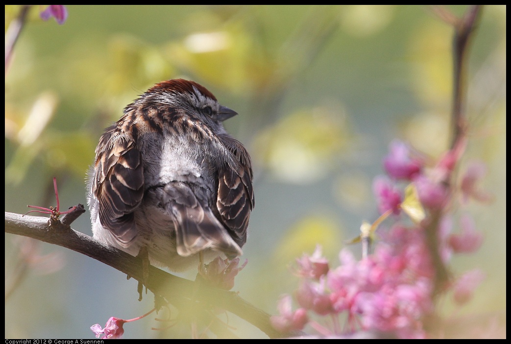 0410-085131-01.jpg - Chipping Sparrow