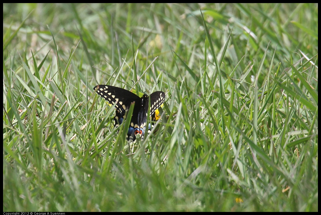 0410-085253-04.jpg - Butterfly