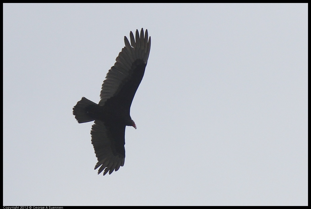 0411-120248-04.jpg - Turkey Vulture