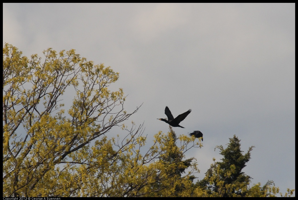 0411-123408-01.jpg -  Double-crested Cormorant and American Crow