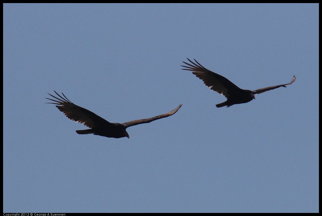 0412-080403-03.jpg - Turkey Vulture