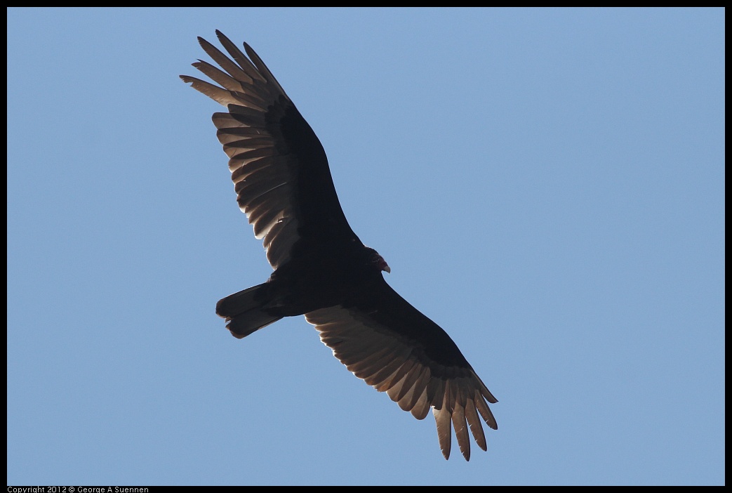 0412-080438-01.jpg - Turkey Vulture
