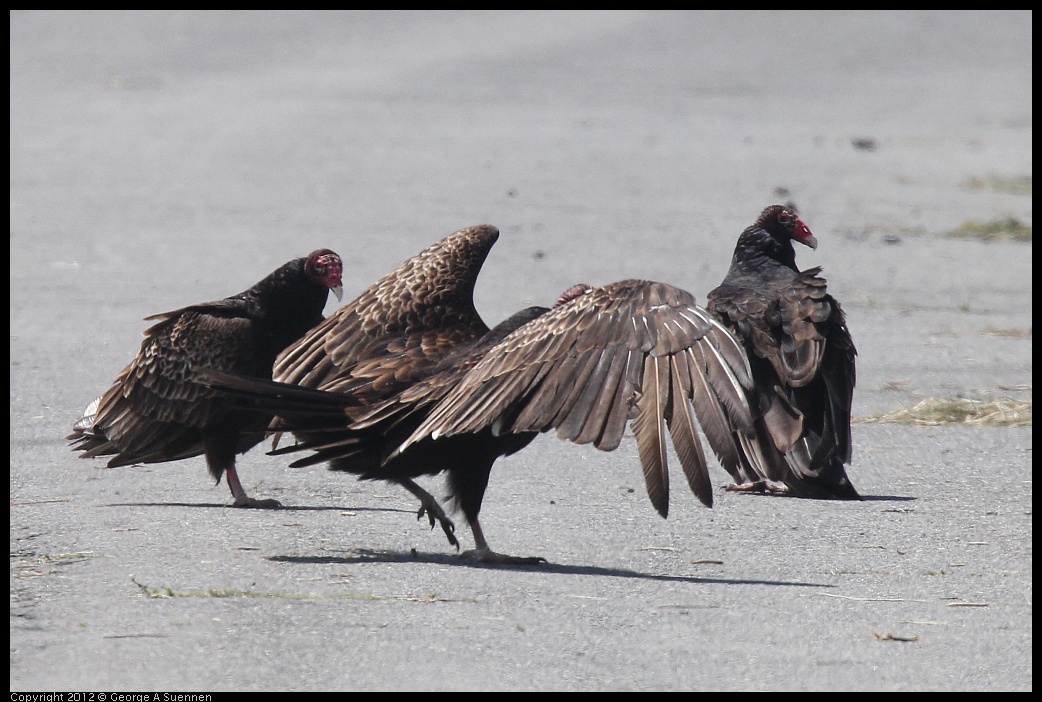 0412-101225-01.jpg - Turkey Vulture