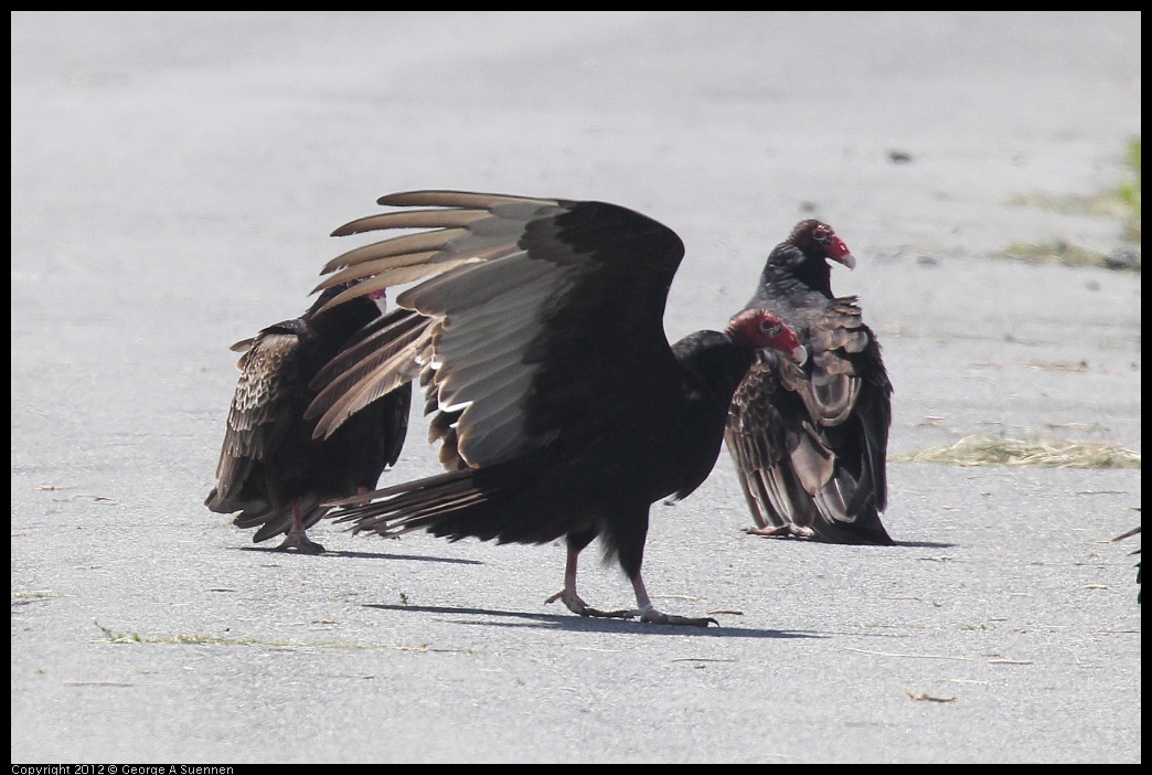 0412-101225-05.jpg - Turkey Vulture