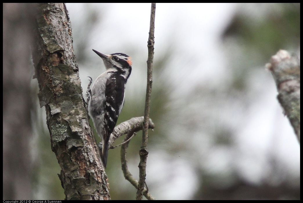 0412-112231-03.jpg - Hairy Woodpecker