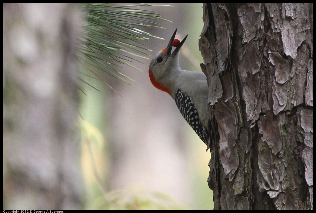0412-114806-01.jpg - Red-bellied Woodpecker