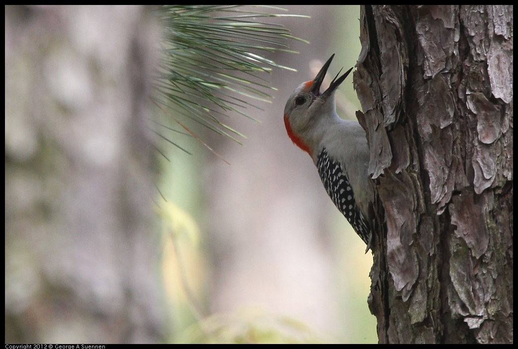 0412-114806-05.jpg - Red-bellied Woodpecker