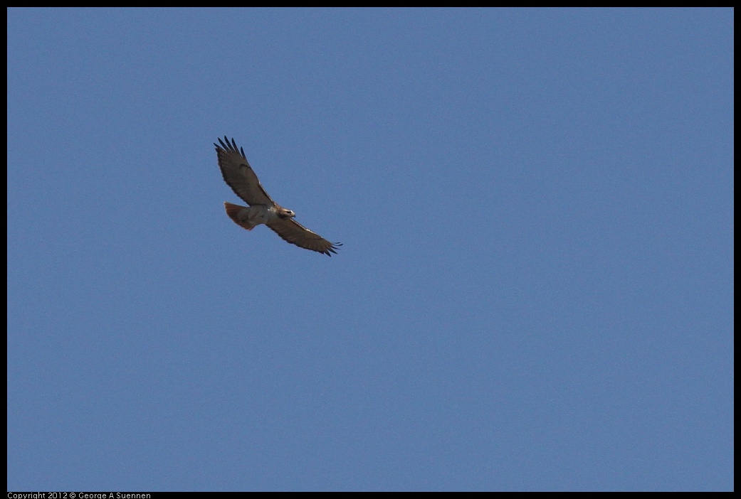 0412-122831-02.jpg - Red-tailed Hawk (for id purposes only)
