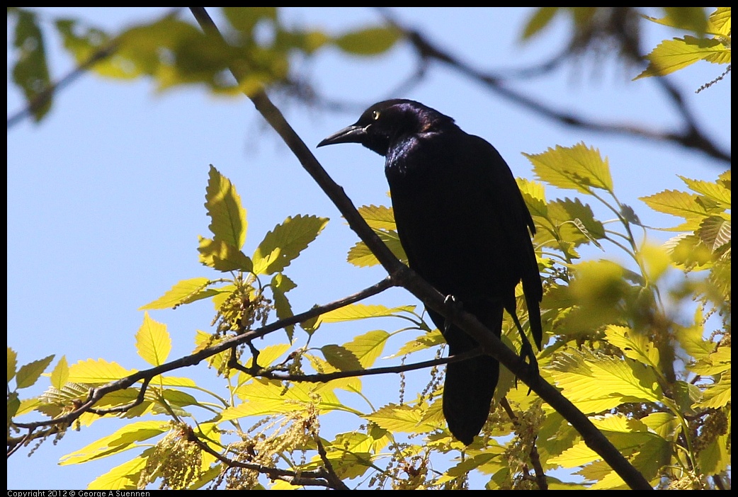 0413-085241-01.jpg - Boat-tailed Grackle