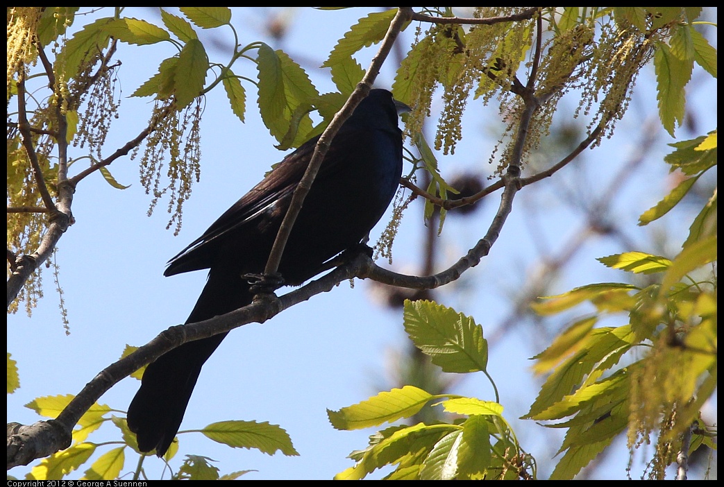 0413-085501-02.jpg - Boat-tailed Grackle