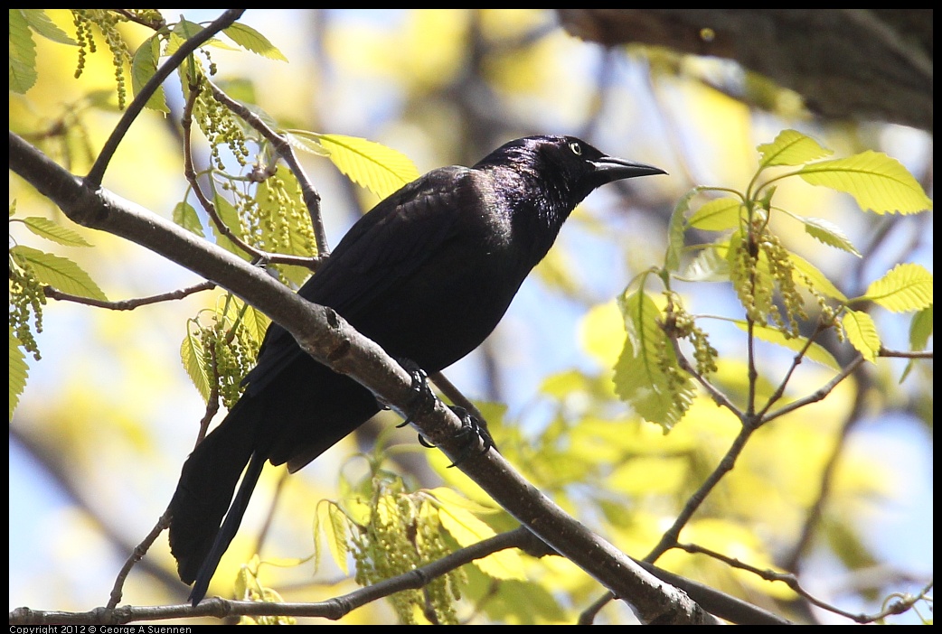 0413-085614-02.jpg - Boat-tailed Grackle