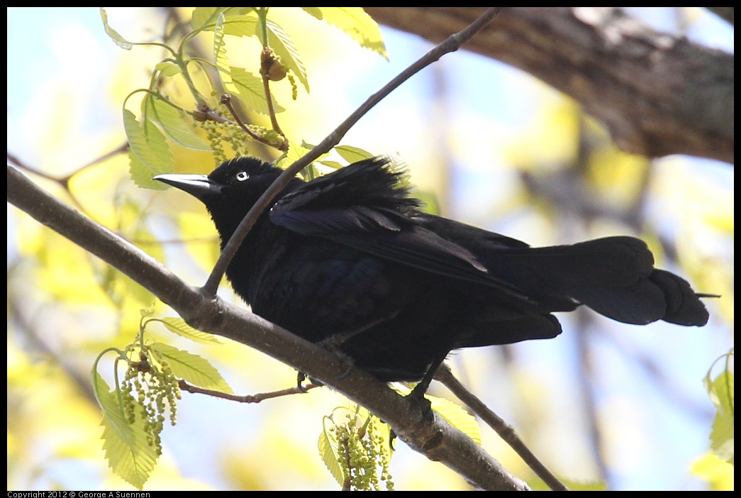 0413-085627-02.jpg - Boat-tailed Grackle