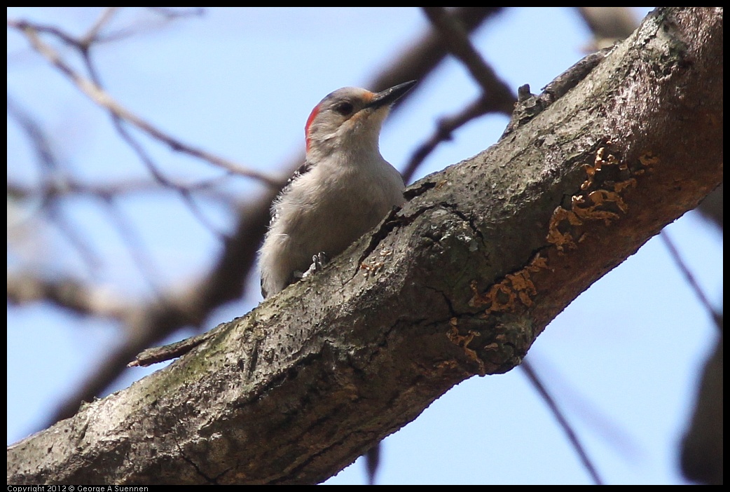 0413-090618-01.jpg - Red-bellied Woodpecker