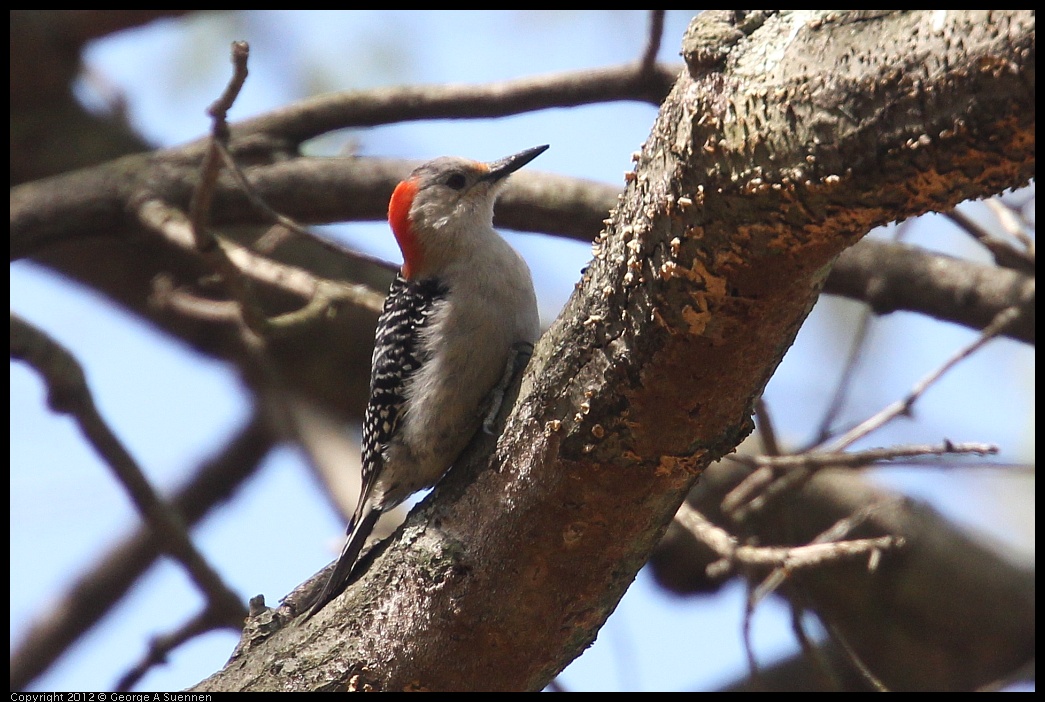 0413-090622-02.jpg - Red-bellied Woodpecker