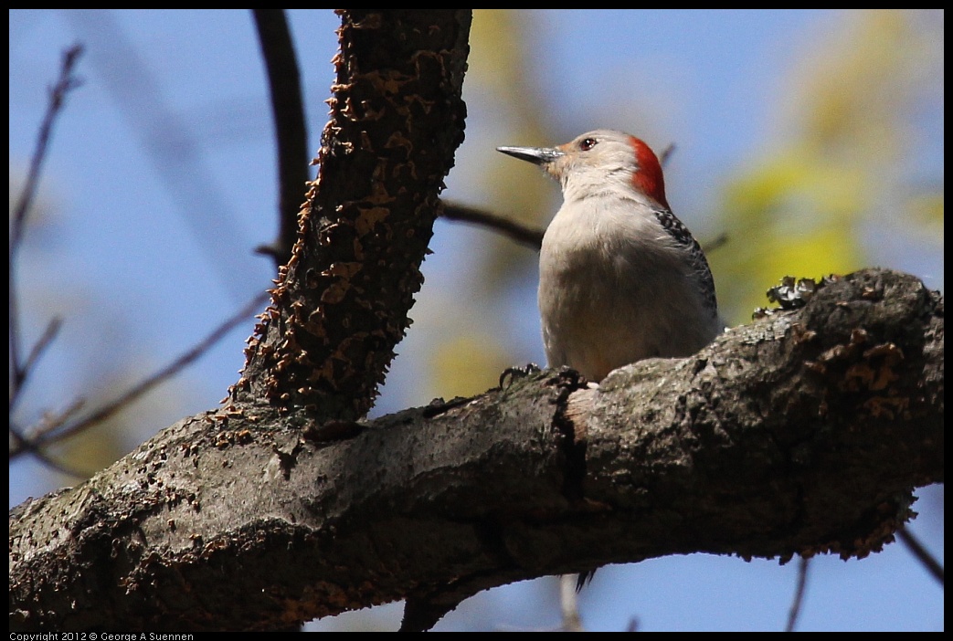 0413-090630-03.jpg - Red-bellied Woodpecker