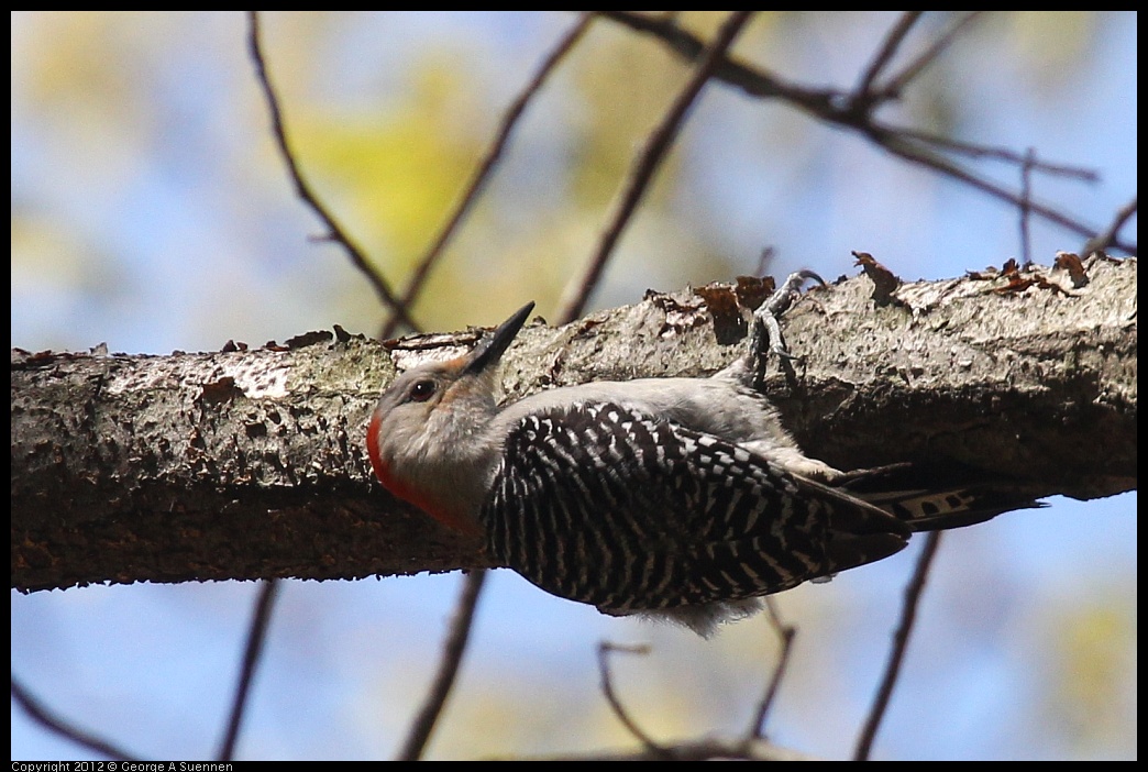 0413-090642-02.jpg - Red-bellied Woodpecker
