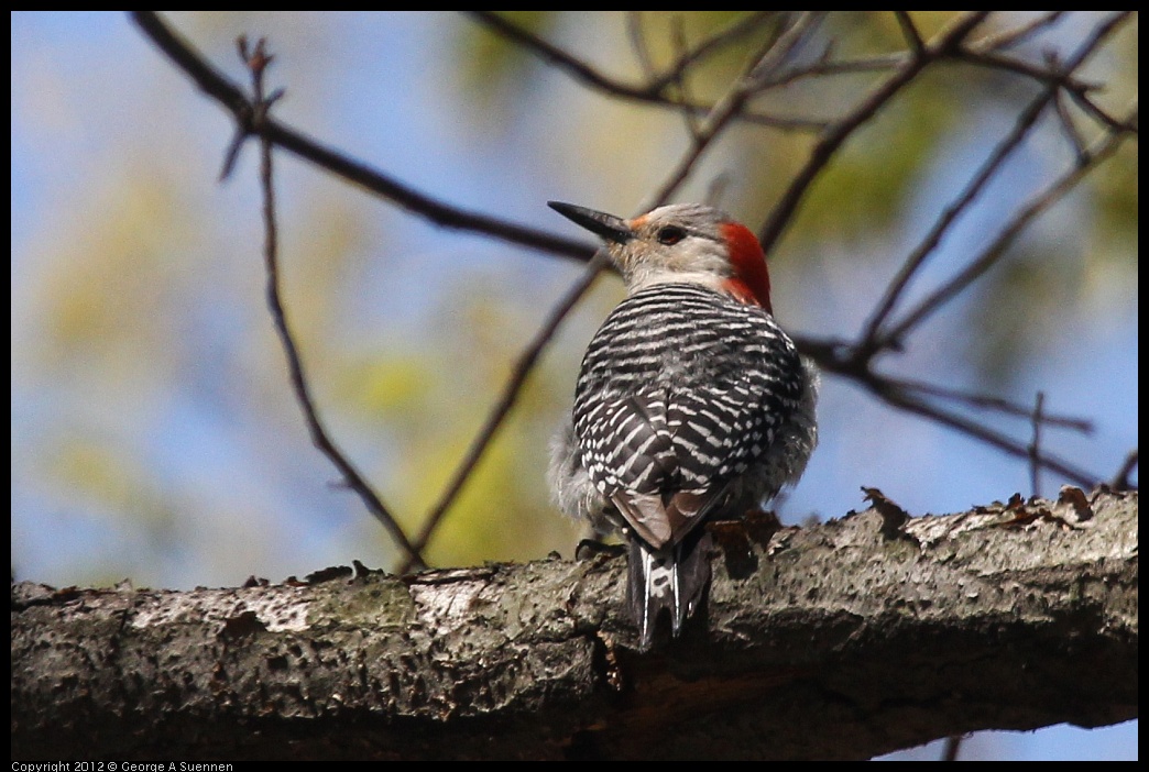 0413-090649-01.jpg - Red-bellied Woodpecker