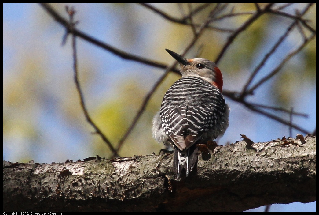 0413-090651-01.jpg - Red-bellied Woodpecker