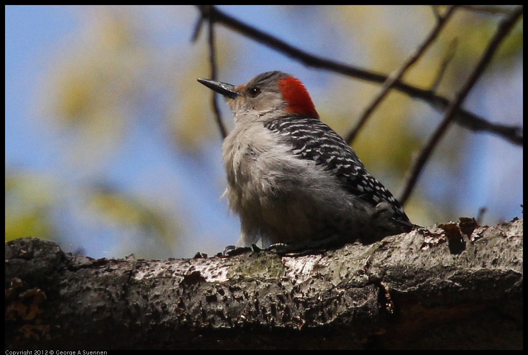 0413-090659-06.jpg - Red-bellied Woodpecker