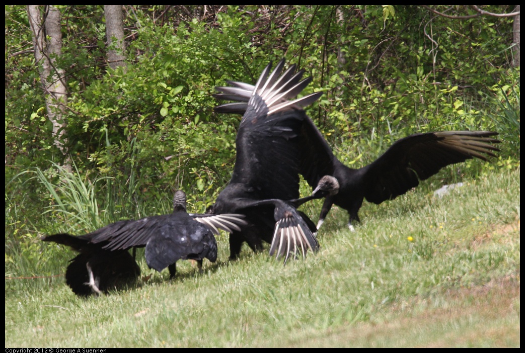 0414-083442-02.jpg - Black-headed Vulture