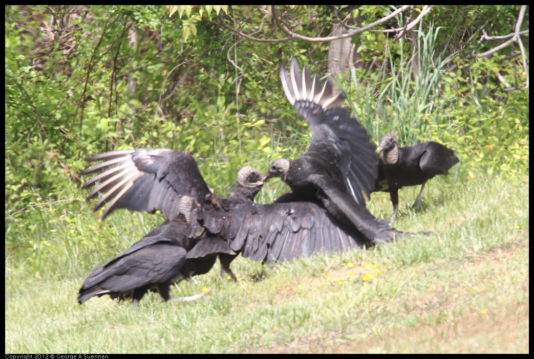 0414-083449-03.jpg - Black-headed Vulture