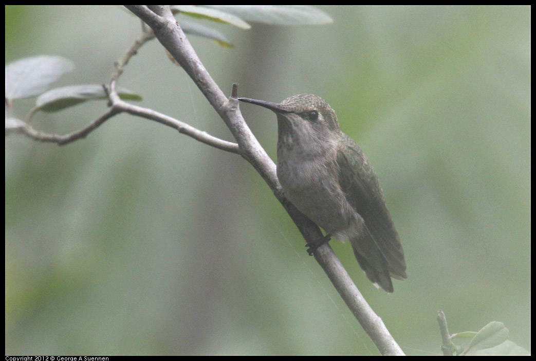 0417-080243-01.jpg - Anna's Hummingbird