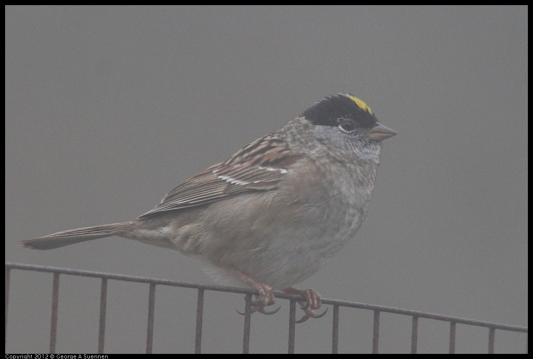 0417-092759-01.jpg - Golden-crowned Sparrow