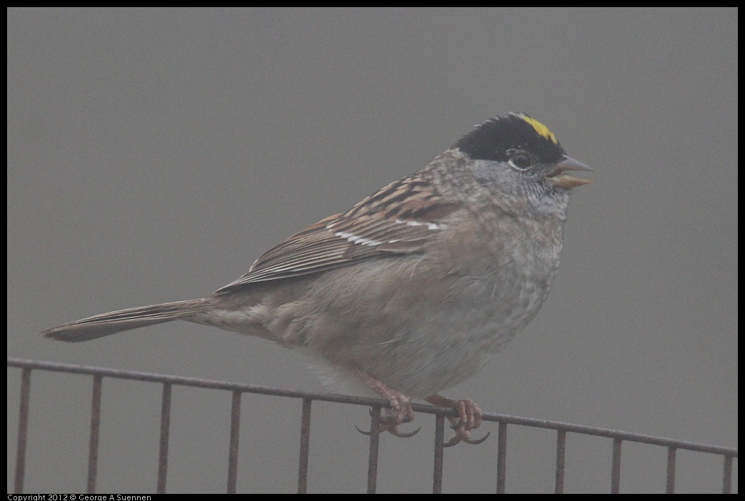 0417-092800-02.jpg - Golden-crowned Sparrow