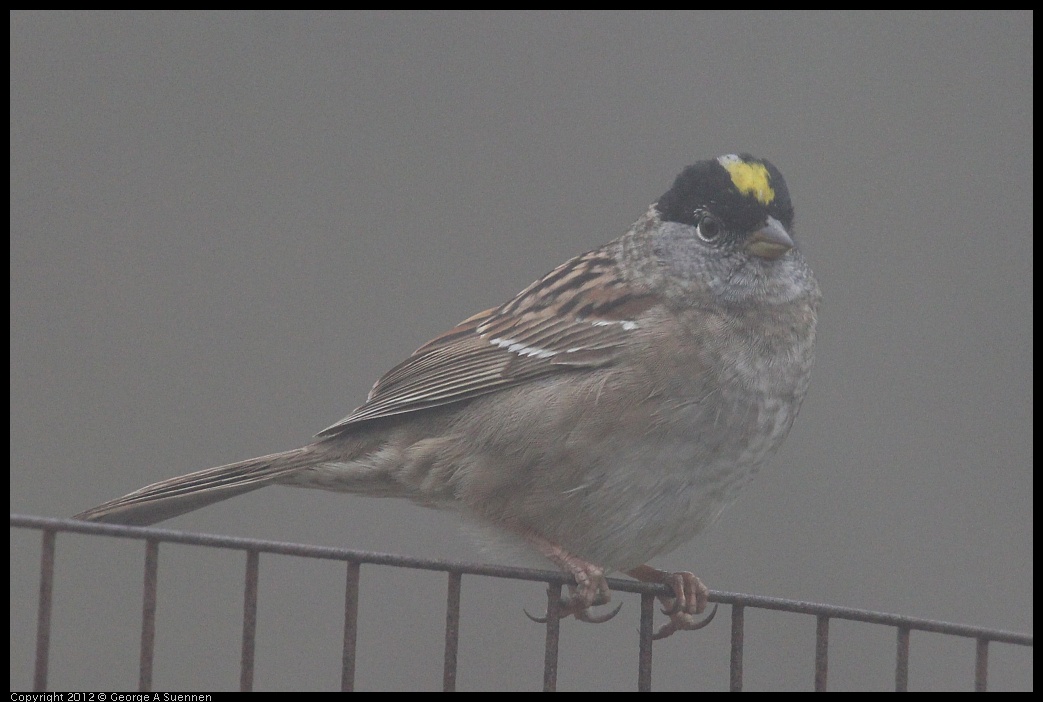 0417-092801-02.jpg - Golden-crowned Sparrow