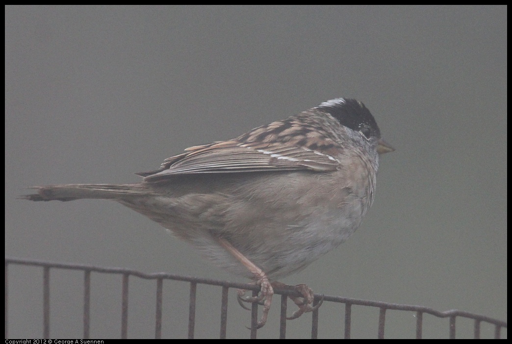 0417-092811-04.jpg - Golden-crowned Sparrow