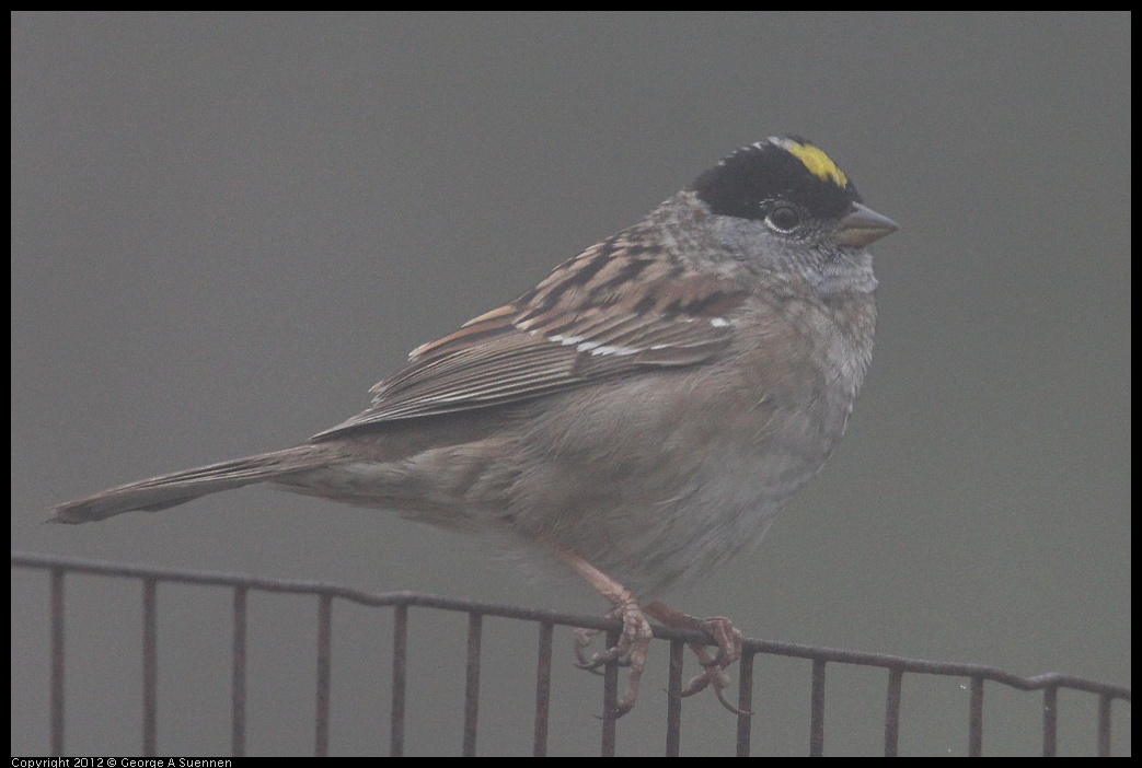 0417-092813-04.jpg - Golden-crowned Sparrow