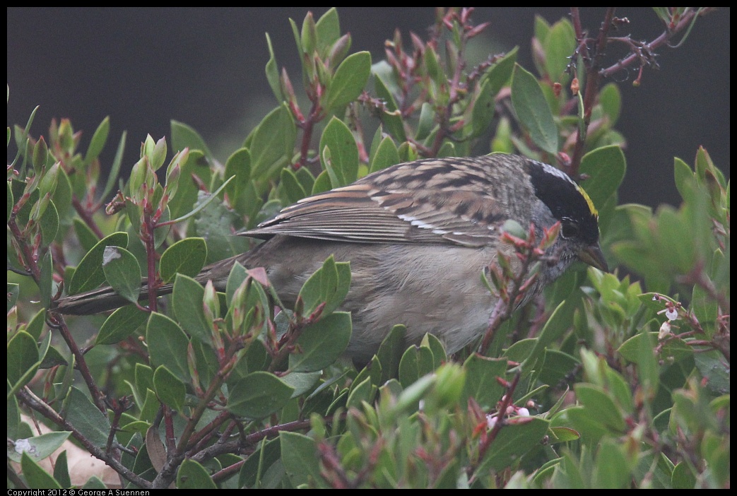 0417-092853-01.jpg - Golden-crowned Sparrow