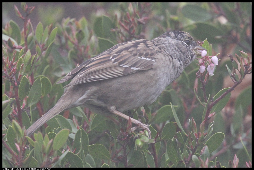 0417-092948-01.jpg - Golden-crowned Sparrow