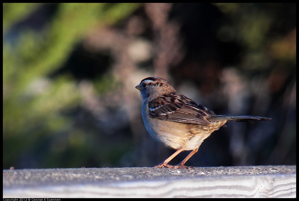 0418-072021-01.jpg - White-crowned Sparrow