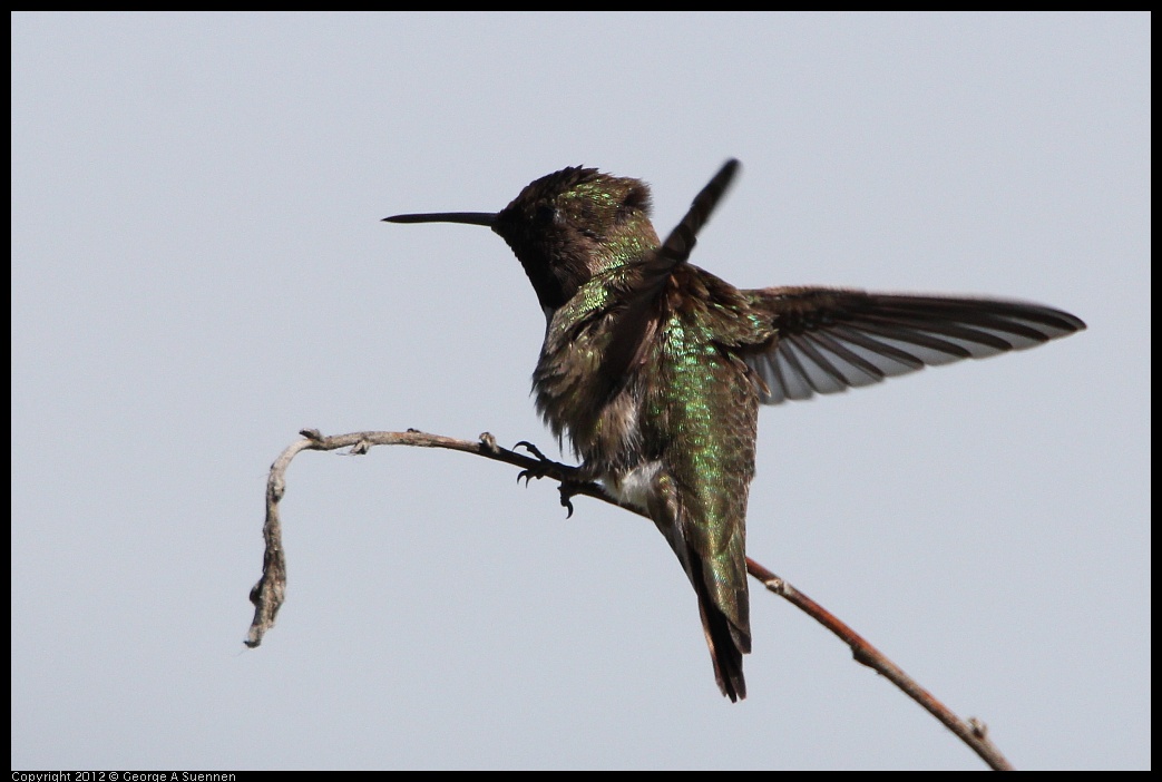 0418-143104-01.jpg - Anna's Hummingbird