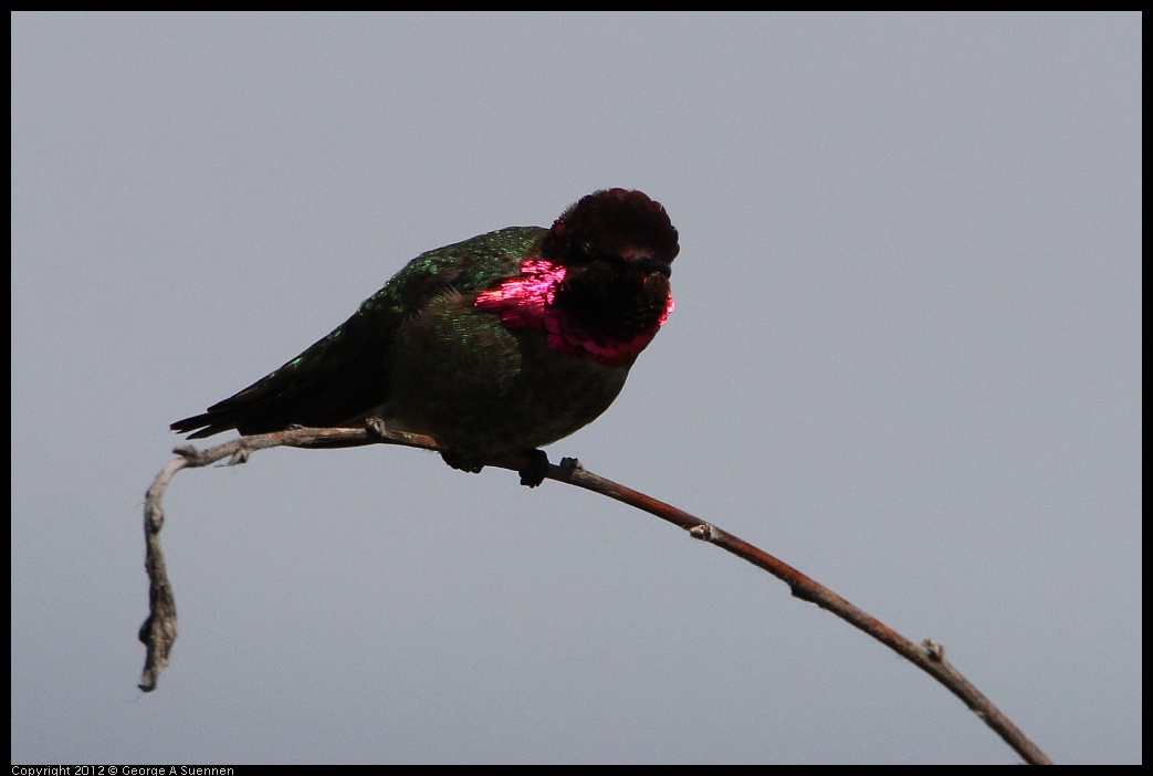 0418-143118-03.jpg - Anna's Hummingbird