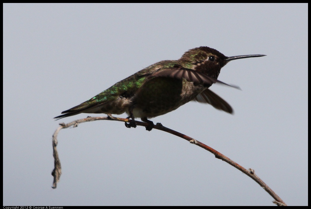 0418-143123-01.jpg - Anna's Hummingbird