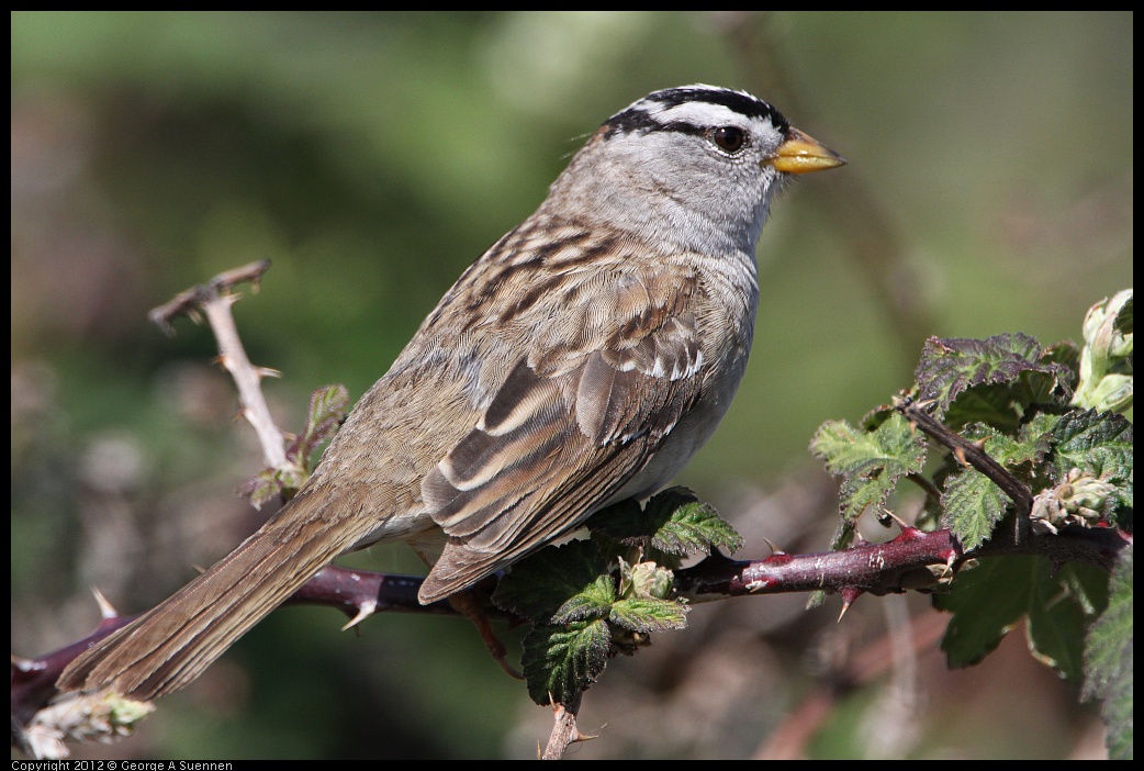 0418-143253-03.jpg - White-crowned Sparrow