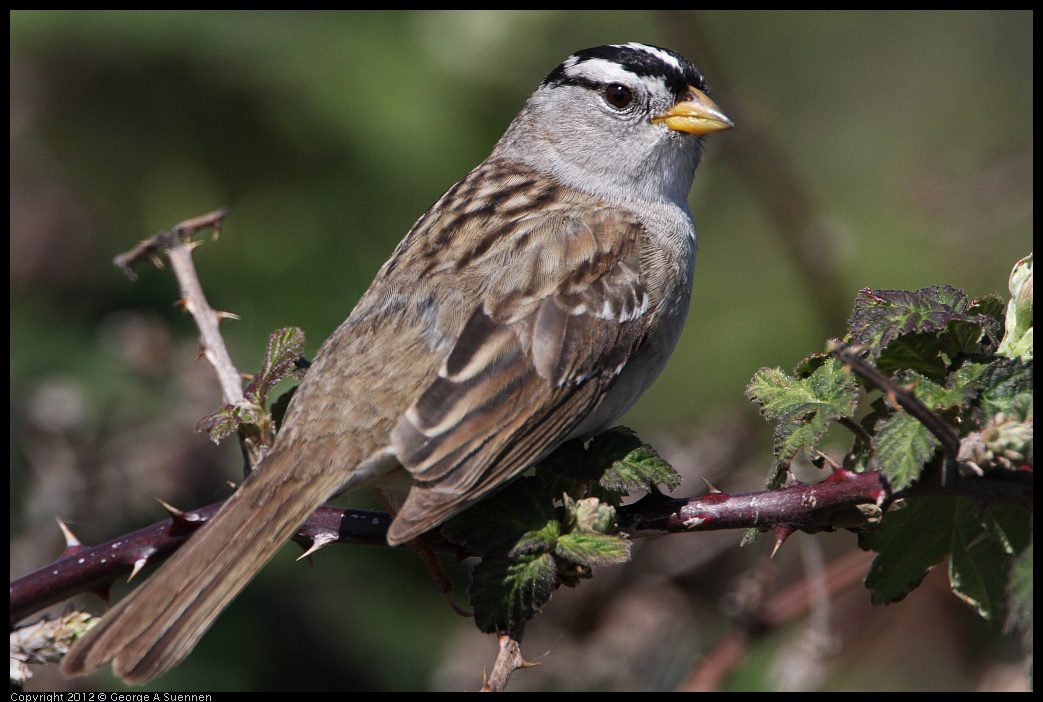 0418-143258-01.jpg - White-crowned Sparrow