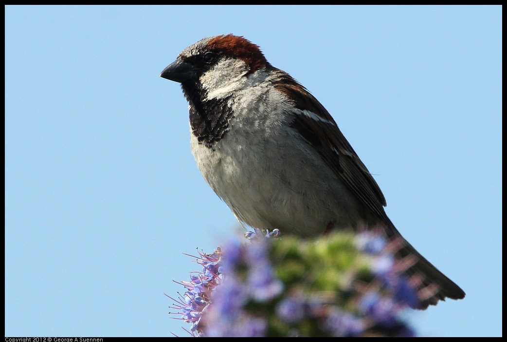 0418-143707-01.jpg - European House Sparrow