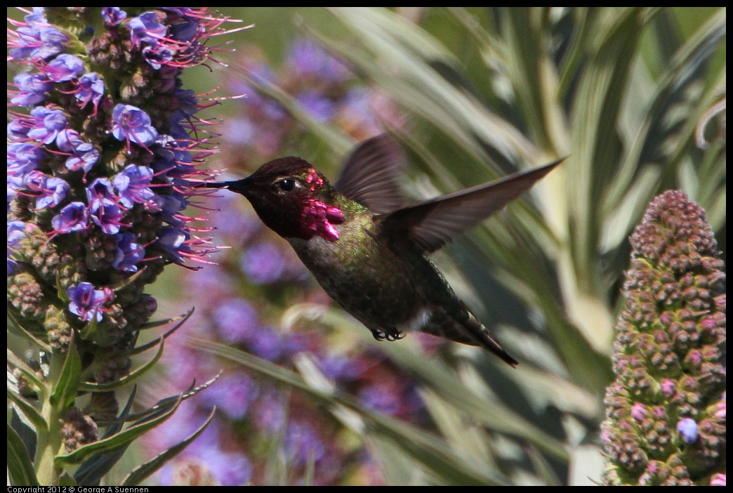 0418-143744-02.jpg - Anna's Hummingbird