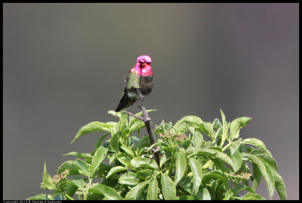 0418-144833-02.jpg - Anna's Hummingbird