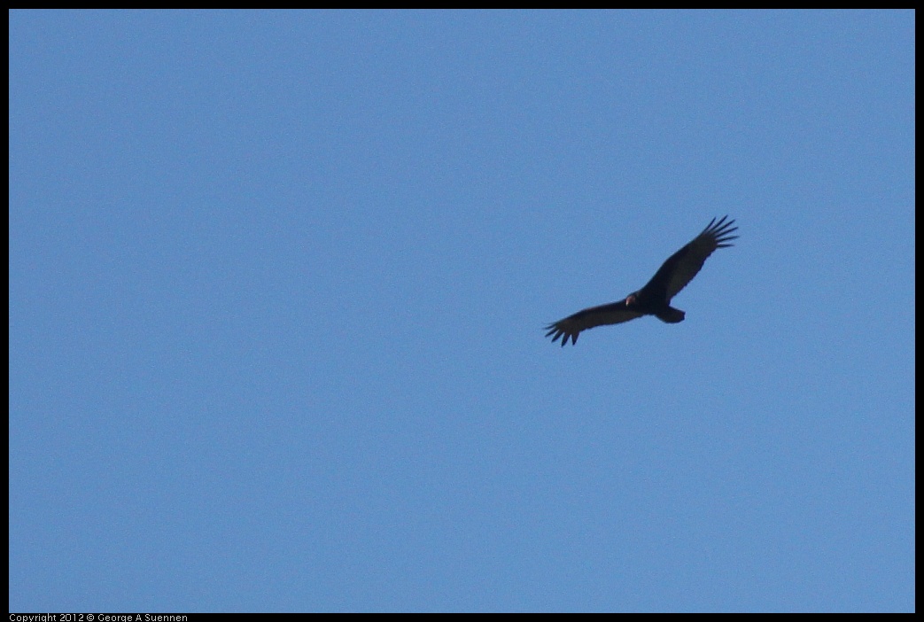 0420-081725-02.jpg - Turkey Vulture