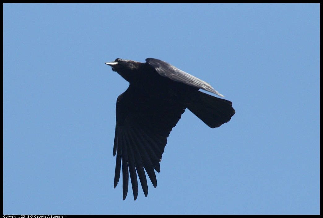 0421-095647-01.jpg - Common Raven