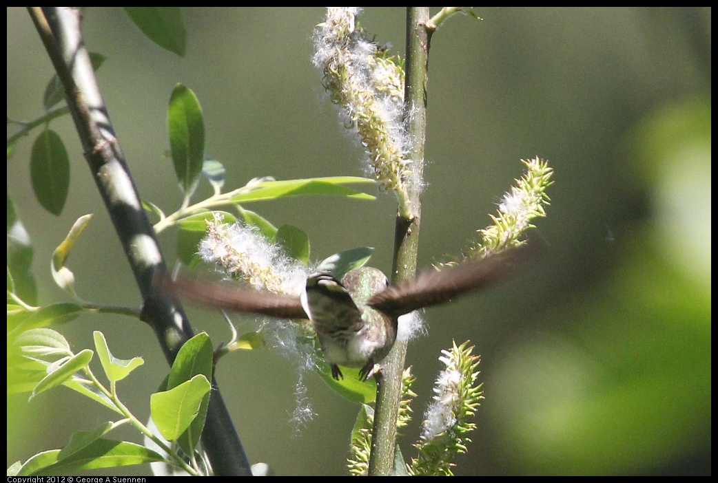 0421-095755-01.jpg - Anna's Hummingbird