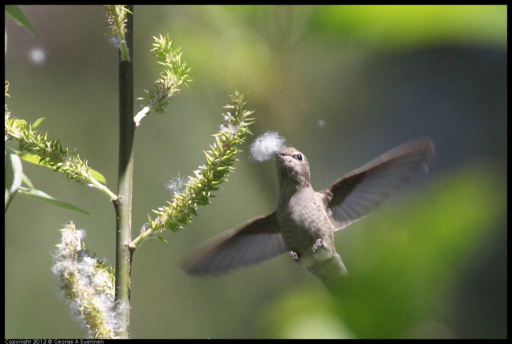 0421-095758-01.jpg - Anna's Hummingbird