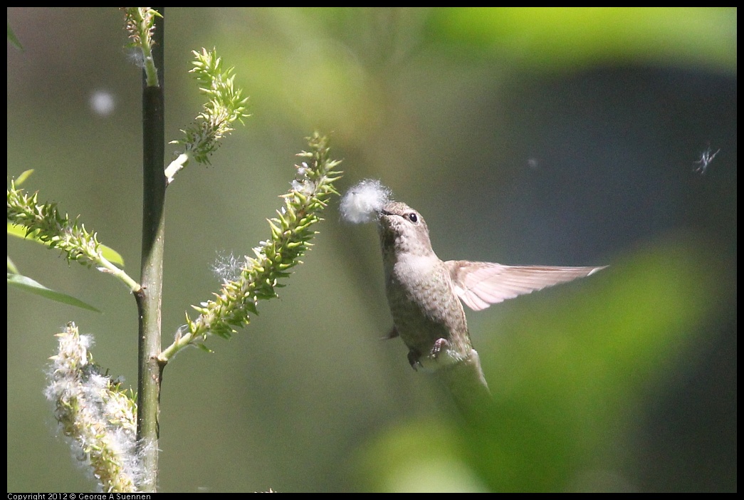 0421-095759-01.jpg - Anna's Hummingbird