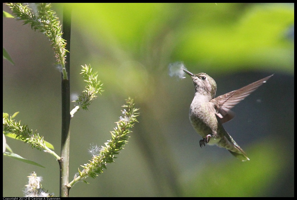 0421-095759-02.jpg - Anna's Hummingbird