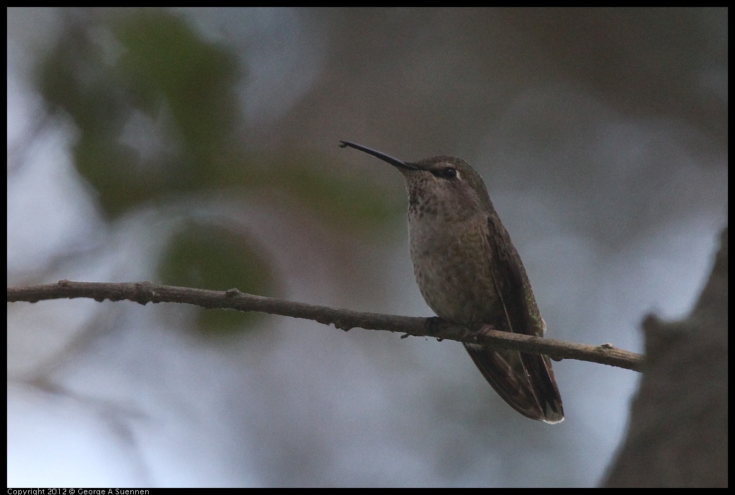 0421-105541-03.jpg - Anna's Hummingbird